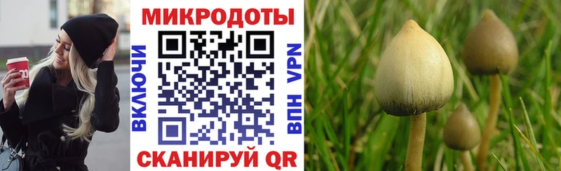 Купить  Чулым  Псилоцибиновые грибы Psilocybine cubensis 